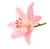 Pink lily
