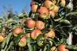 Foto: Apflelplantage Apflelplantage