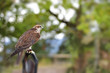 Falcon (falco cherrug)