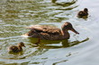 stockente mit küken im wasser