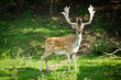 Big bull standing in teh forest Big bull standing in teh forest