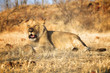 Amazing Lion in wildlife - Zimbabwe, Africa
