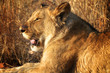 Amazing Lion in wildlife - Zimbabwe, Africa