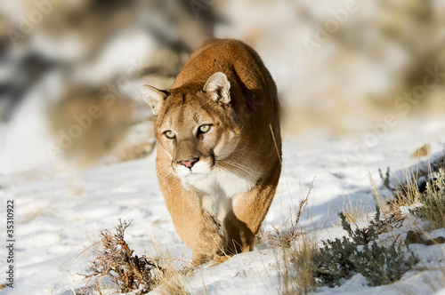 Photo: Mountain Lion Mountain Lion