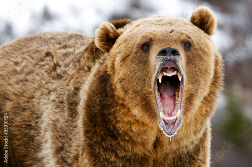 Photo: Growling Grizzly Bear Growling Grizzly Bear