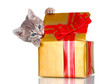 Funny kitten in golden gift box isolated on white