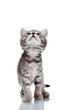 Funny gray kitten isolated on white
