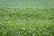Photo: Blooming flax background Blooming flax background