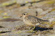 Eurasian Dotterel (Charadrius morinellus)
