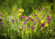 Wildflowers