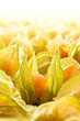 Physalis
