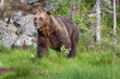 Brown Bear (Ursus arctos)