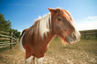 Pferd