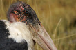 Marabu