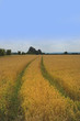 crops