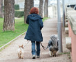 Cani a passeggio