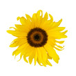 isolated sunflower