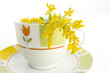 Foto: Kanadische Goldrute (Solidago canadensis) Kanadische Goldrute (Solidago canadensis)