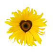 sunflower heart