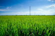 Electrical net of poles on blue sky and green rice meadow.
