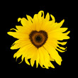 sunflower heart black