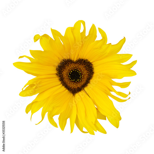 Photo: sunflower heart sunflower heart