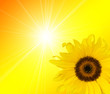 sunflower sunlight