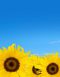 sunflowers blue sky