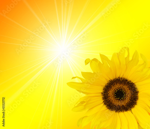 Foto: sunflower sunlight sunflower sunlight