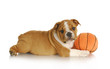 puppy playing