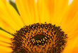 Photo: macro sunflower macro sunflower