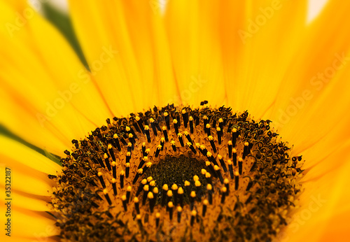 Foto: macro sunflower macro sunflower