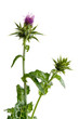 Mariendistel