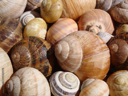 Foto: Angebot Schnecken Angebot Schnecken