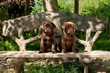 Puppies sitting on  bench