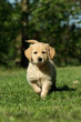 Puppy in a garden