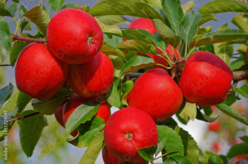 Photo: Rote Äpfel Rote Äpfel