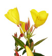 Oenothera glazioviana