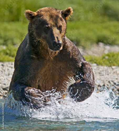 Photo: Küstenbraunbär in Katmai Alaska wildlife Küstenbraunbär in Katmai Alaska wildlife