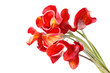 beautiful flowers beautiful flowers