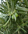Olives vertes sur l'olivier