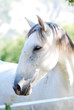 Portrait de cheval gris