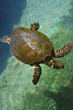 Tortue