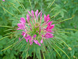 Spinnenblume  - Cleome spinosa