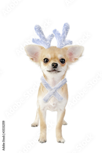 Foto: Christmas chihuahua puppy - reindeer isolated on white Christmas chihuahua puppy - reindeer isolated on white