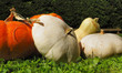 citrouille,courge,potiron,patisson,cucurbitacées,saison