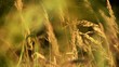 Video: Gräser - Hintergrund - PAL Gräser - Hintergrund - PAL