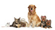 Group of pets on white background Group of pets on white background