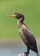 Double Crested Cormorant Double Crested Cormorant