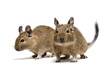 degu pets